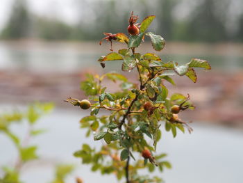 Close-up of insect on plant