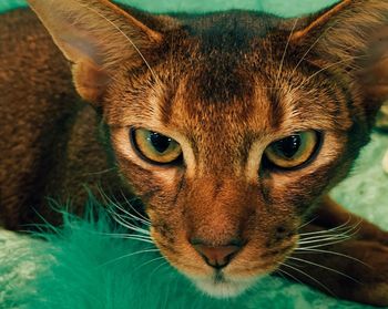 Close-up portrait of a cat