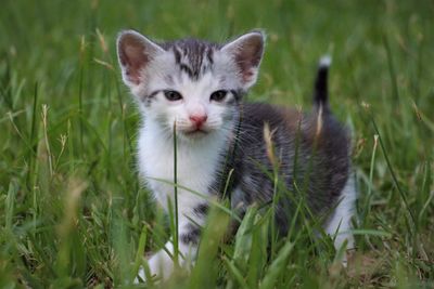 Portrait of cat on grass