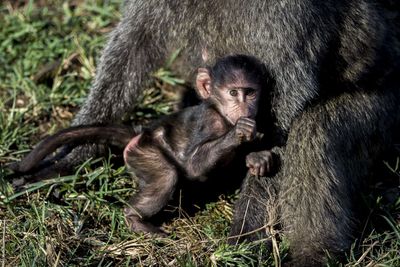 Close-up of monkey on grass