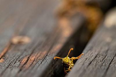 Close-up of insect on wooden table