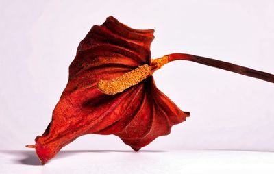 Close-up of red leaf against white background