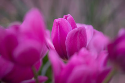 Close-up of pink tulip