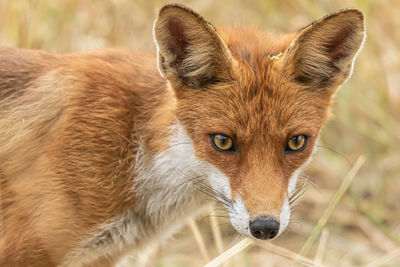 Red fox, vulpes vulpes. orange fur coat animal. fox in nature. wildlife scene. habitat europe, asia