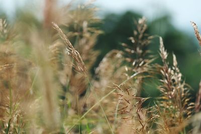 Close-up of wheat growing on field