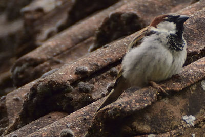 Close-up of an animal