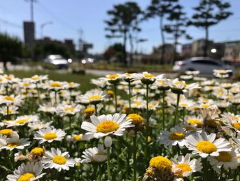 Close-up of white daisy flowers