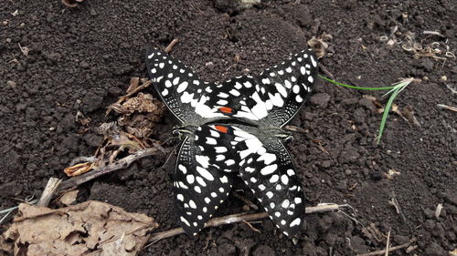 High angle view of butterfly on ground