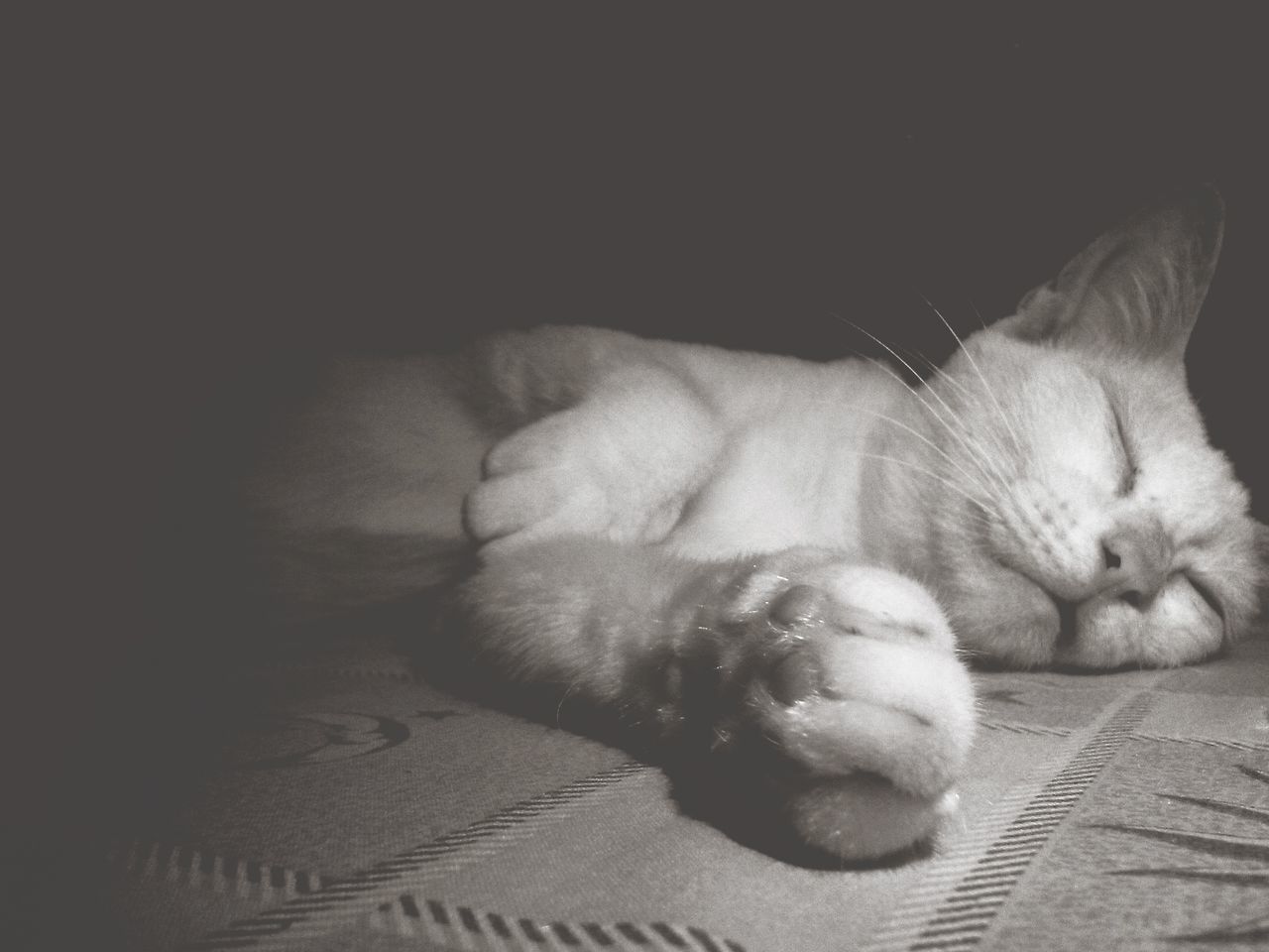 CLOSE-UP OF CAT SLEEPING ON BED