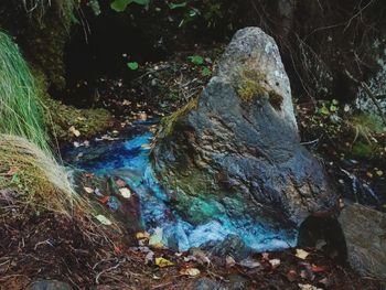 Close-up of rocks in forest