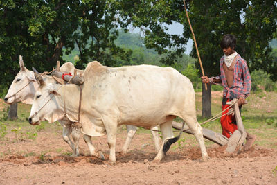 Full length of boy standing in farm