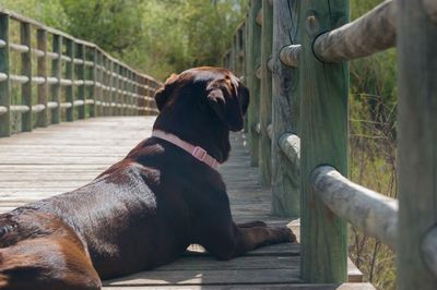 Dog looking away while sitting on wood