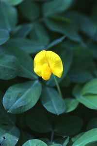 Close-up of yellow flowering plant