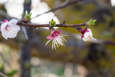 Almond tree, three stages of the flower