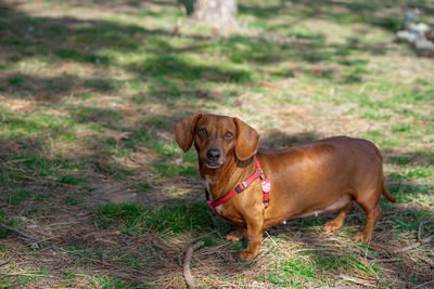 Portrait of dog standing on field