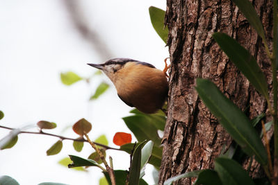 Low angle view of bird perching on tree