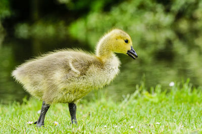 Close-up of bird on field