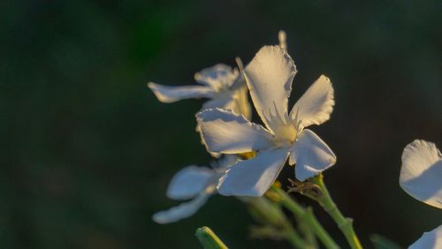 Close-up of flowers against blurred background