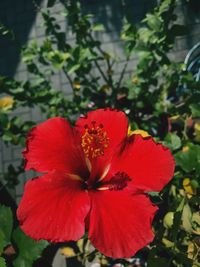 Close-up of red hibiscus blooming outdoors