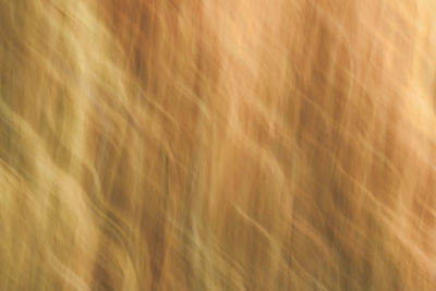 Full frame shot of wheat field