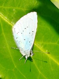 Close-up of butterfly perching on leaf