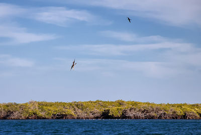 Bird flying over sea against sky