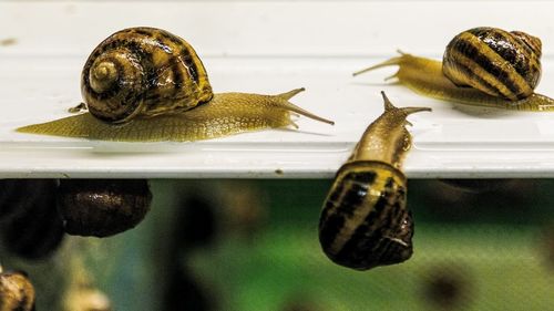 Close-up of snail