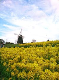 Low angle view of oilseed rape field against sky