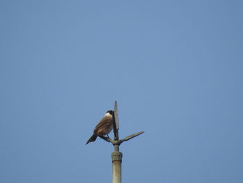 Low angle view of bird perching on wooden post against sky