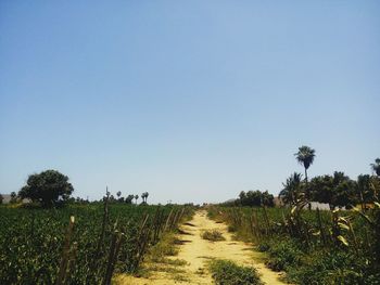 Scenic view of field against clear sky