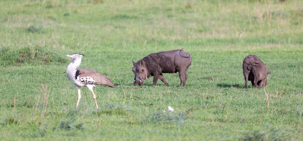 Sheep in a field