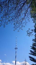 Low angle view of trees against blue sky