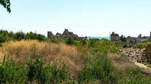 Plants growing on land against clear sky
