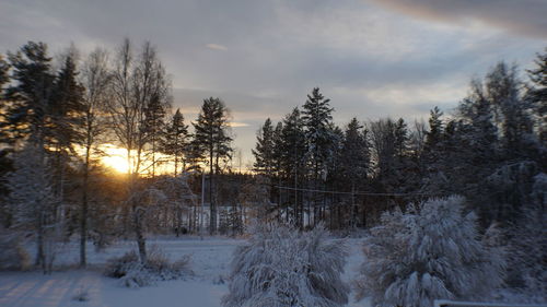 Trees on snow covered land against sky during sunset