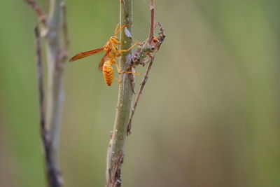 Close-up of insect on plant