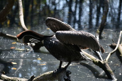 Close-up of bird perching on tree by lake