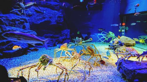 Fish swimming in aquarium