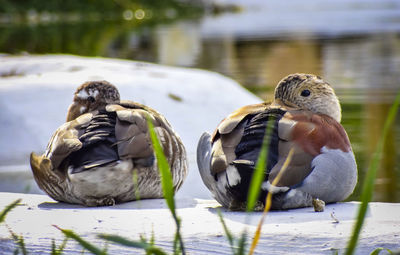 View of birds in lake