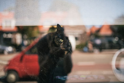 Cat looking through car window