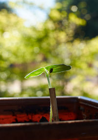 Close-up of seedling 