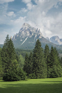 Scenic view of pine trees against sky