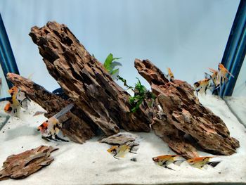 Close-up of driftwood on rock by sea