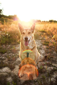 Portrait of dog on field