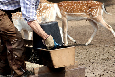 Low section of man working. he is feeding fellow deers.