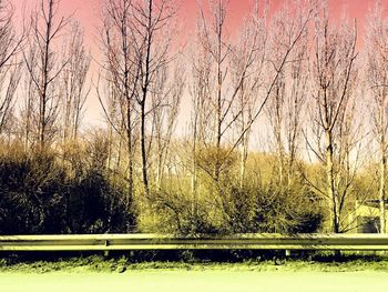 Bare trees against sky