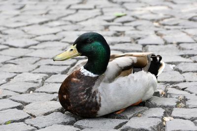 Close-up of duck