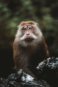 Close-up of monkey