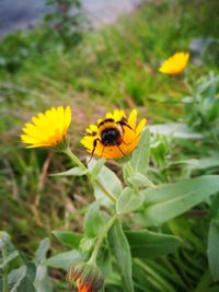 Close-up of insect on yellow flower