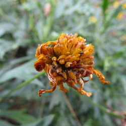 Close-up of flowers