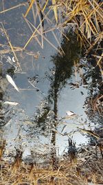 Reflection of trees in water